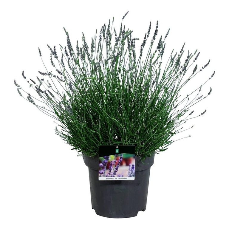 Lavandula int. Phenomenal 70cm 32cm Pot