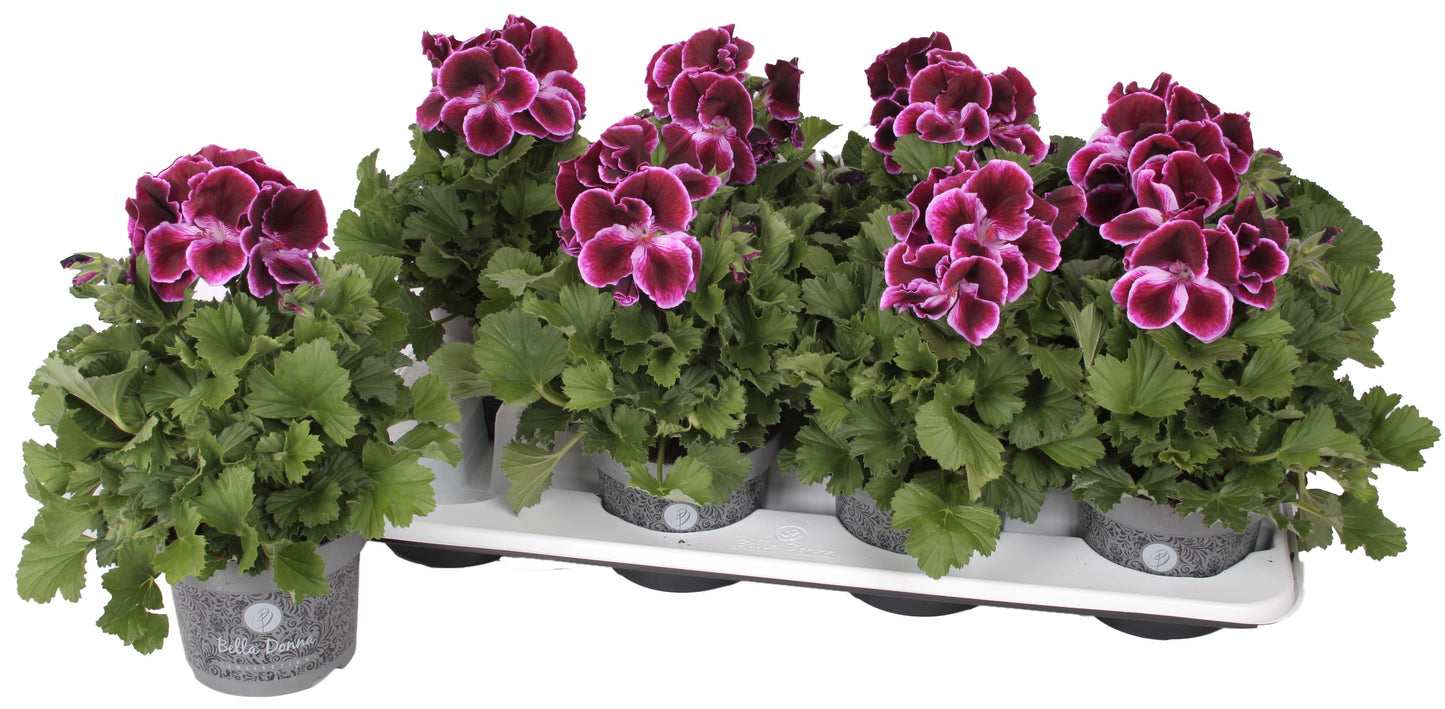 Pelargonium gr. Bella Donna purple 28cm 12cm Pot