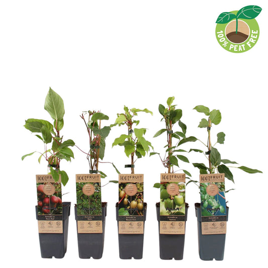 Actinidia 50cm 15cm Pot