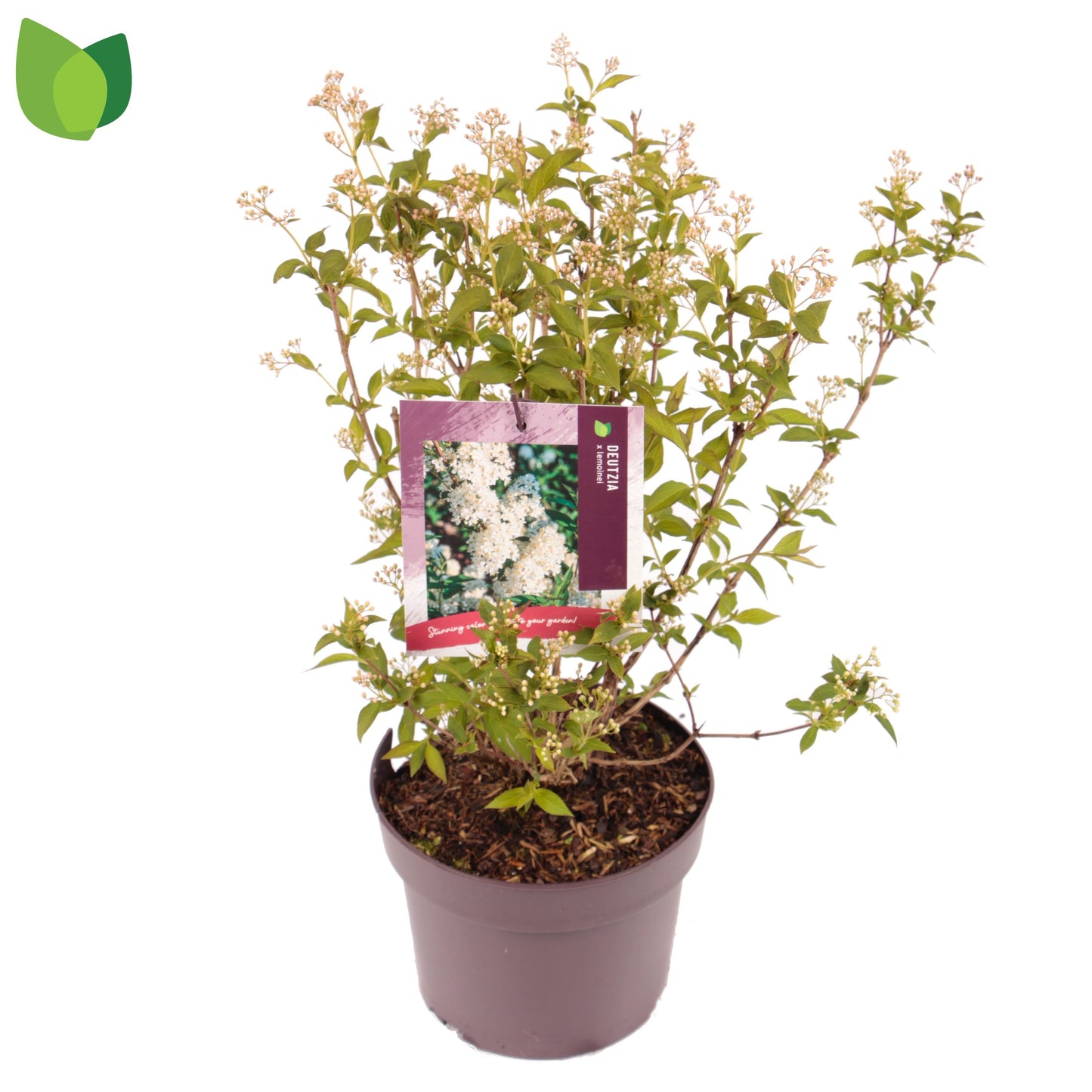 Deutzia lemoinei 45cm 19cm Pot