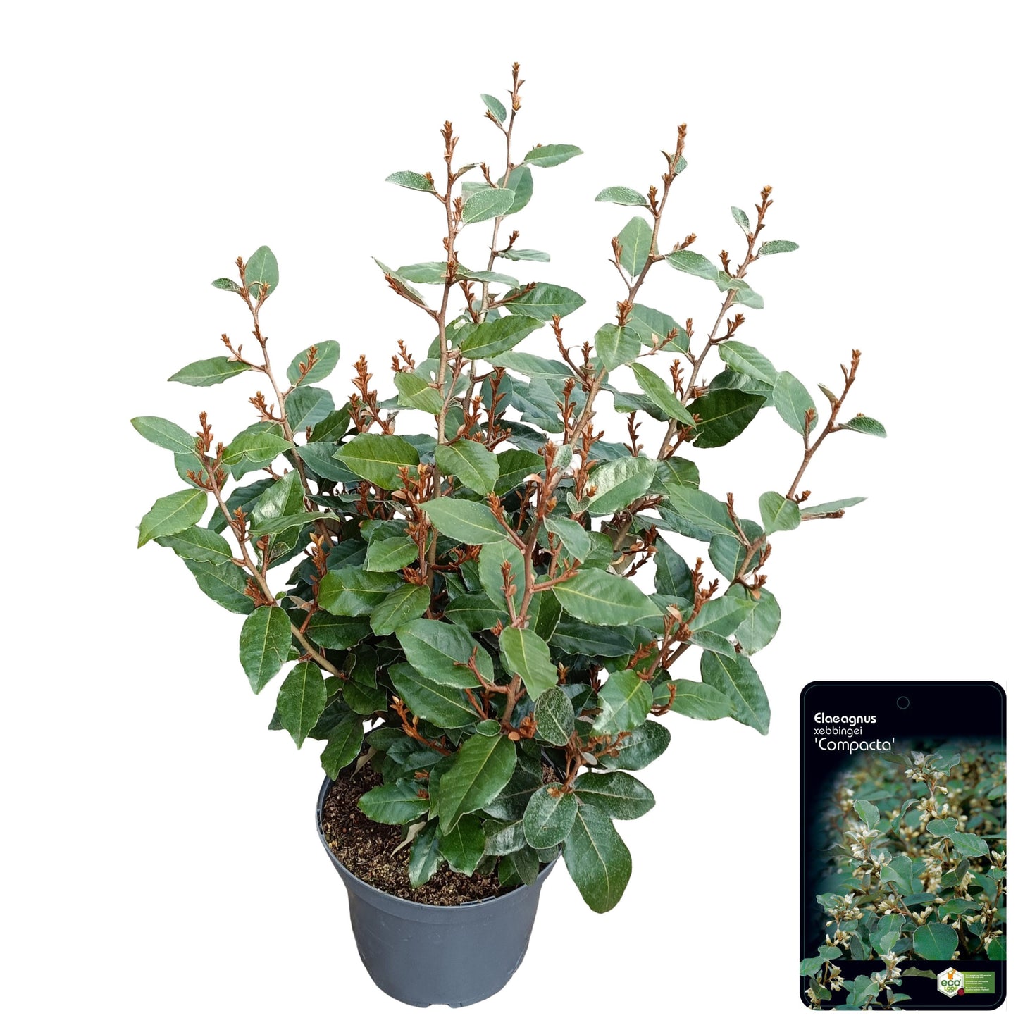 Elaeagnus Compacta 75cm 23cm Pot