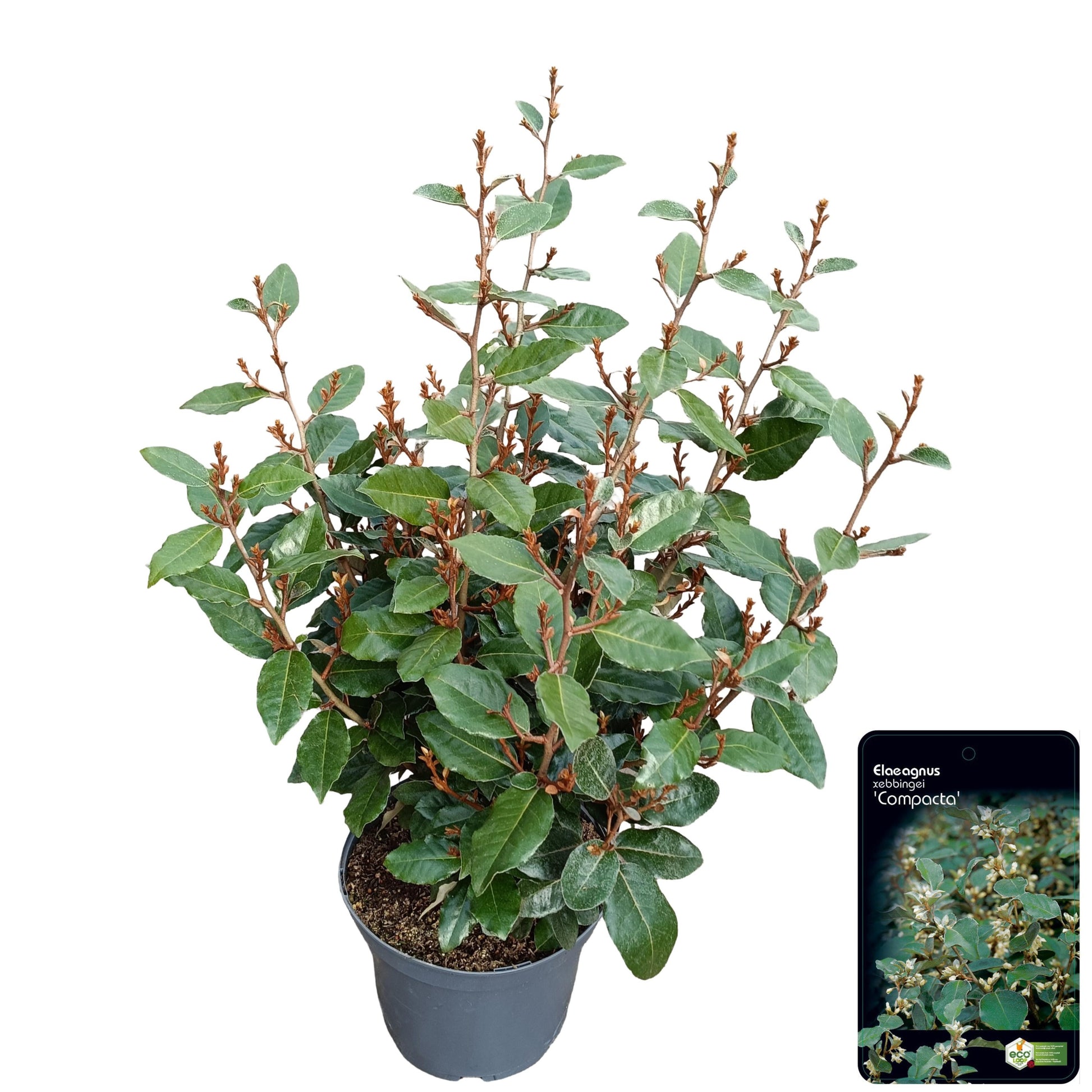 Elaeagnus Compacta 85cm 23cm Pot