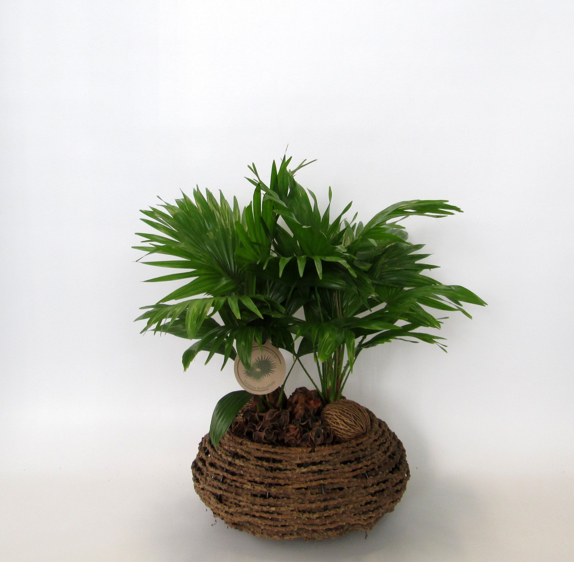 Livistona rotundifolia 60cm 32cm Pot