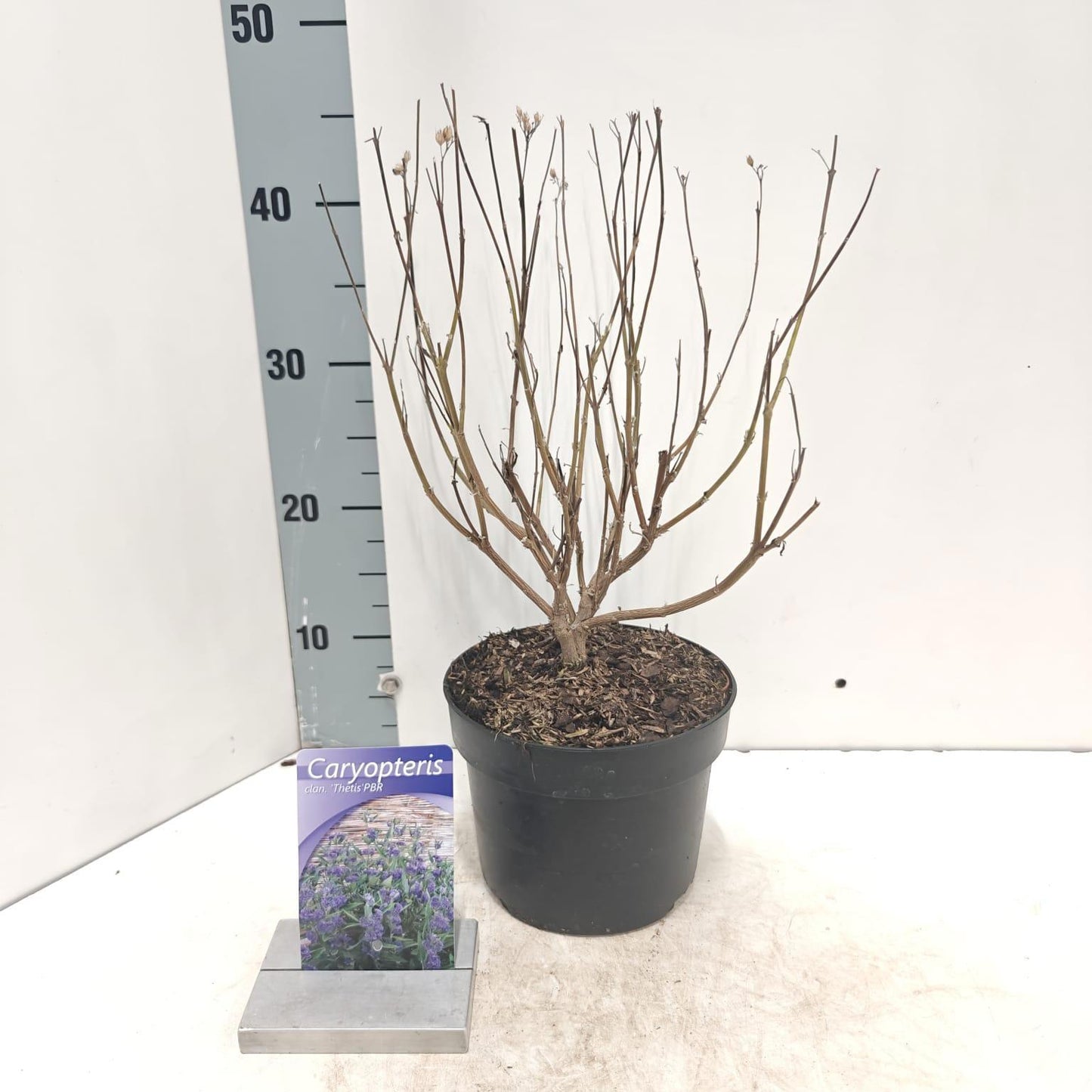 Caryopteris cla. Thetis 40cm 17cm Pot