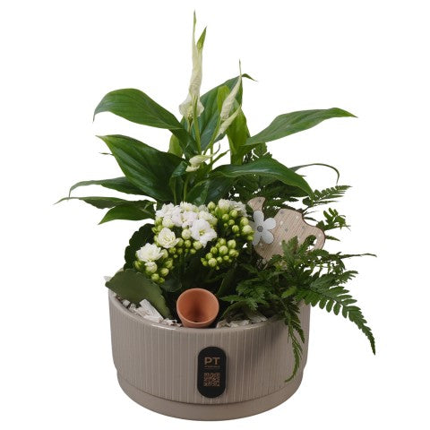 PTIB5121 Arrangementen kamerplanten 35cm 19cm Pot