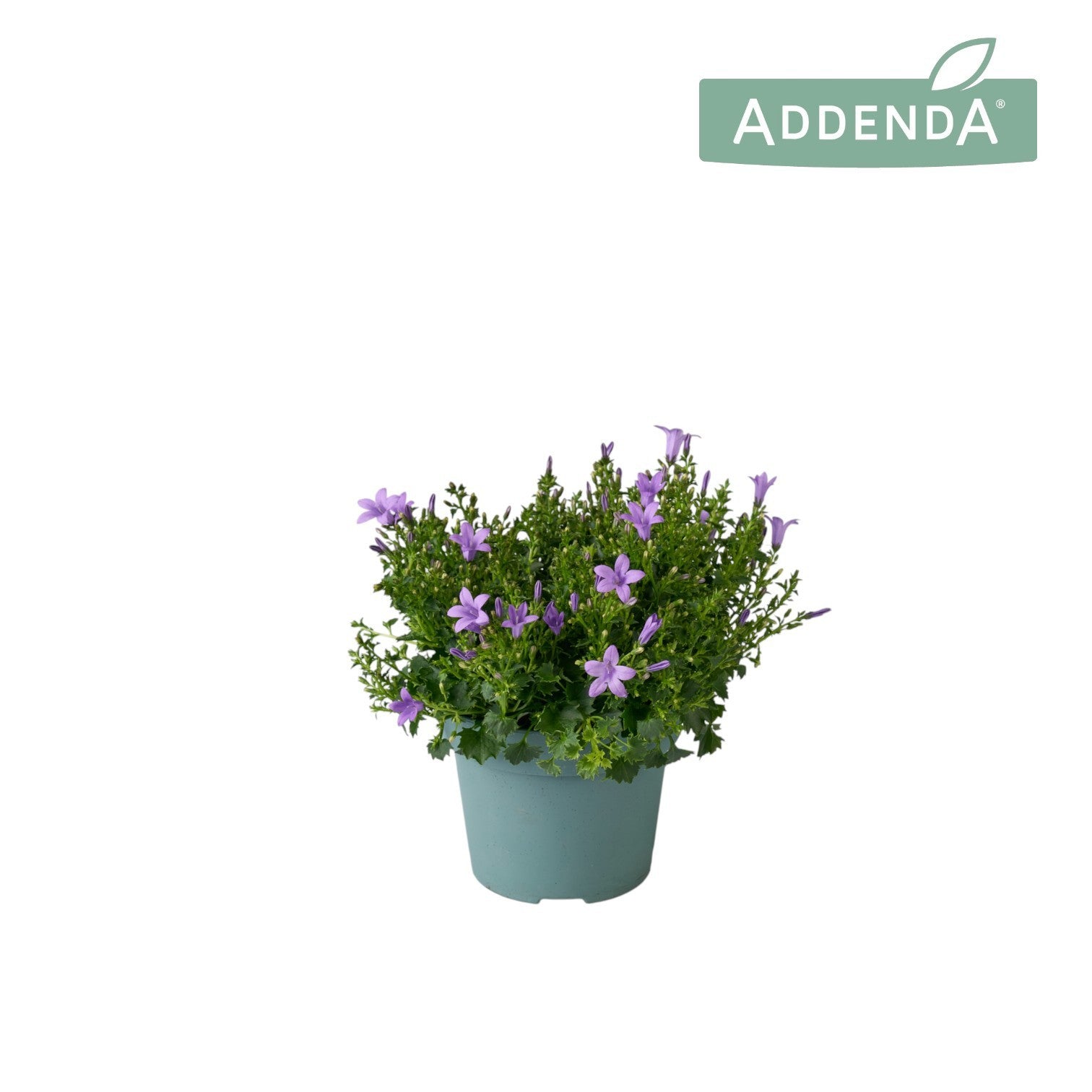 Campanula Ambella lavender 22cm 14cm Pot