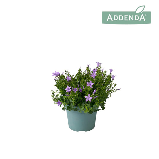 Campanula Ambella lavender 22cm 14cm Pot