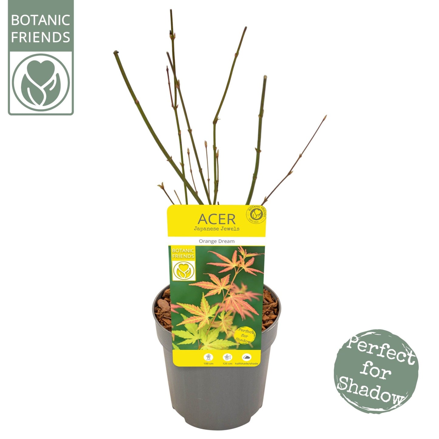 Acer palm. Orange Dream 40cm 10cm Pot