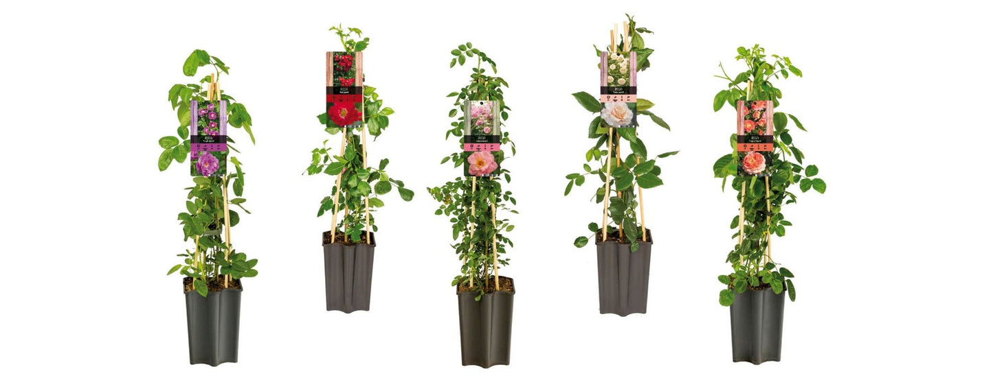 Rose Courtyard mix 65cm 15cm Pot