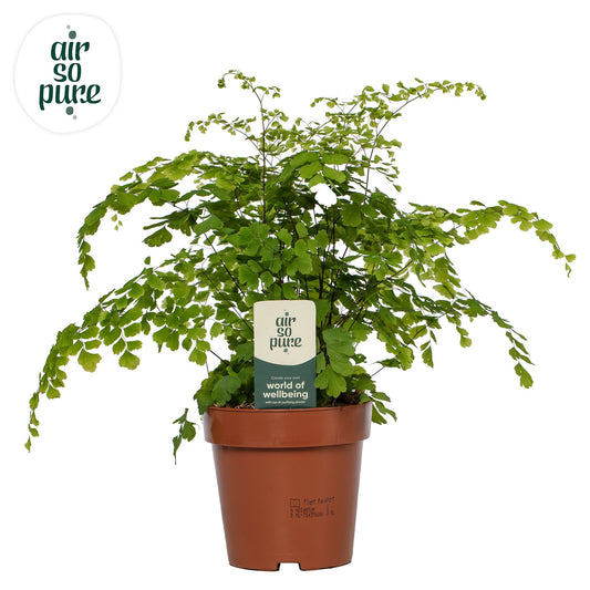 Adiantum Fragrans 35cm 12cm Pot