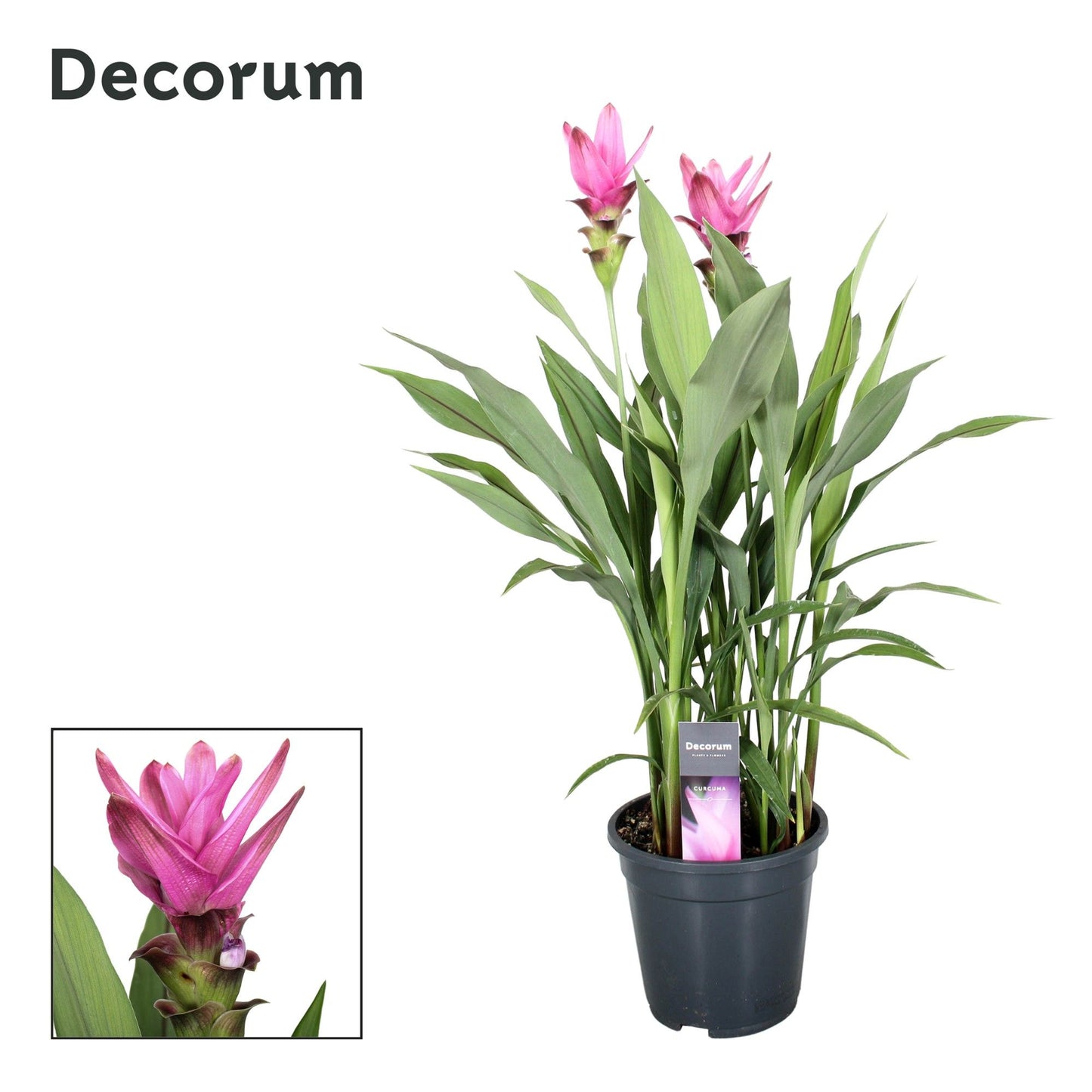 Curcuma Siam Supreme 80cm 19cm Pot