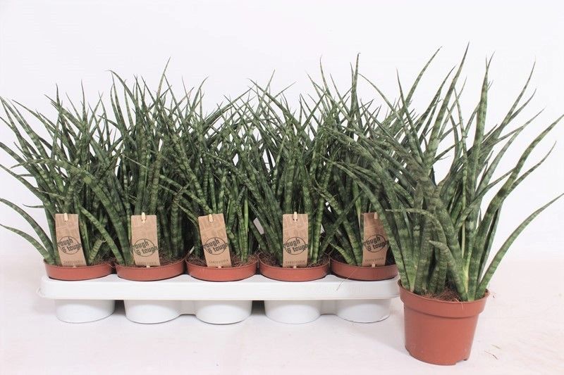 Sansevieria Fernwood Punk 35cm 12cm Pot