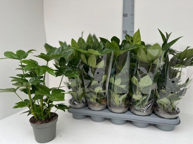 Fatsia japonica 40cm 12cm Pot