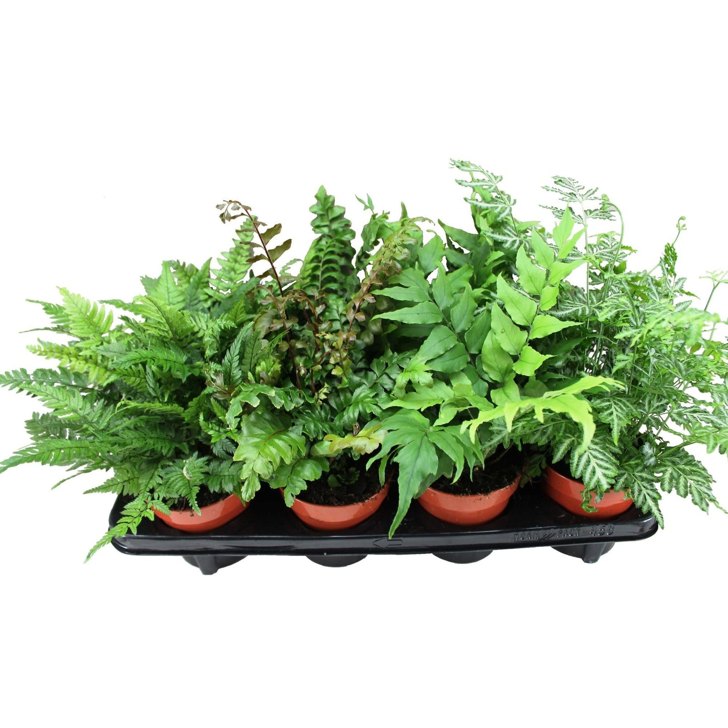 Ferns mix 30cm 12cm Pot