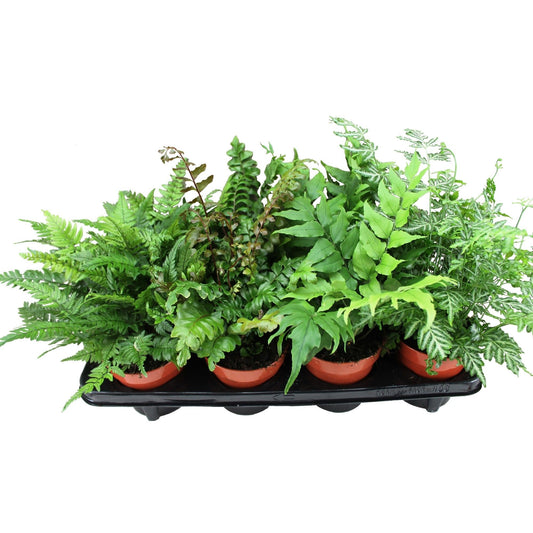Ferns mix 30cm 12cm Pot