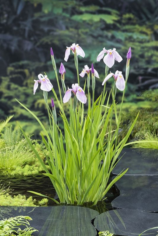 Iris lae.  Rose Queen 25cm 9cm Pot