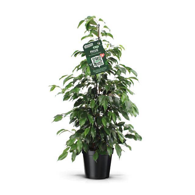 Ficus benj. Danielle 100cm 21cm Pot