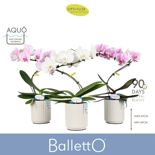 Phalaenopsis mix Balletto in ceramic 45cm 12cm Pot