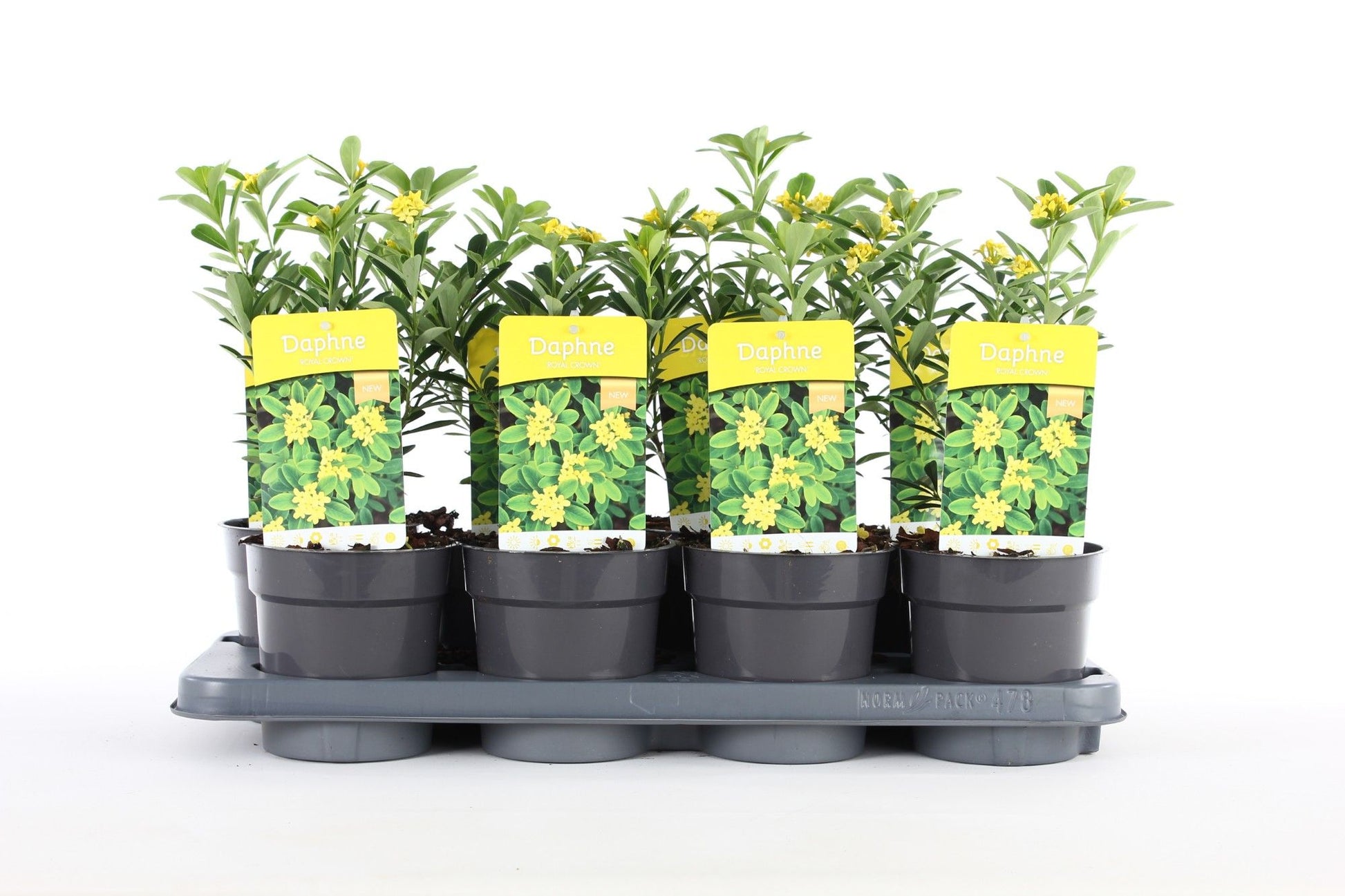 Daphne Royal Crown 20cm 13cm Pot