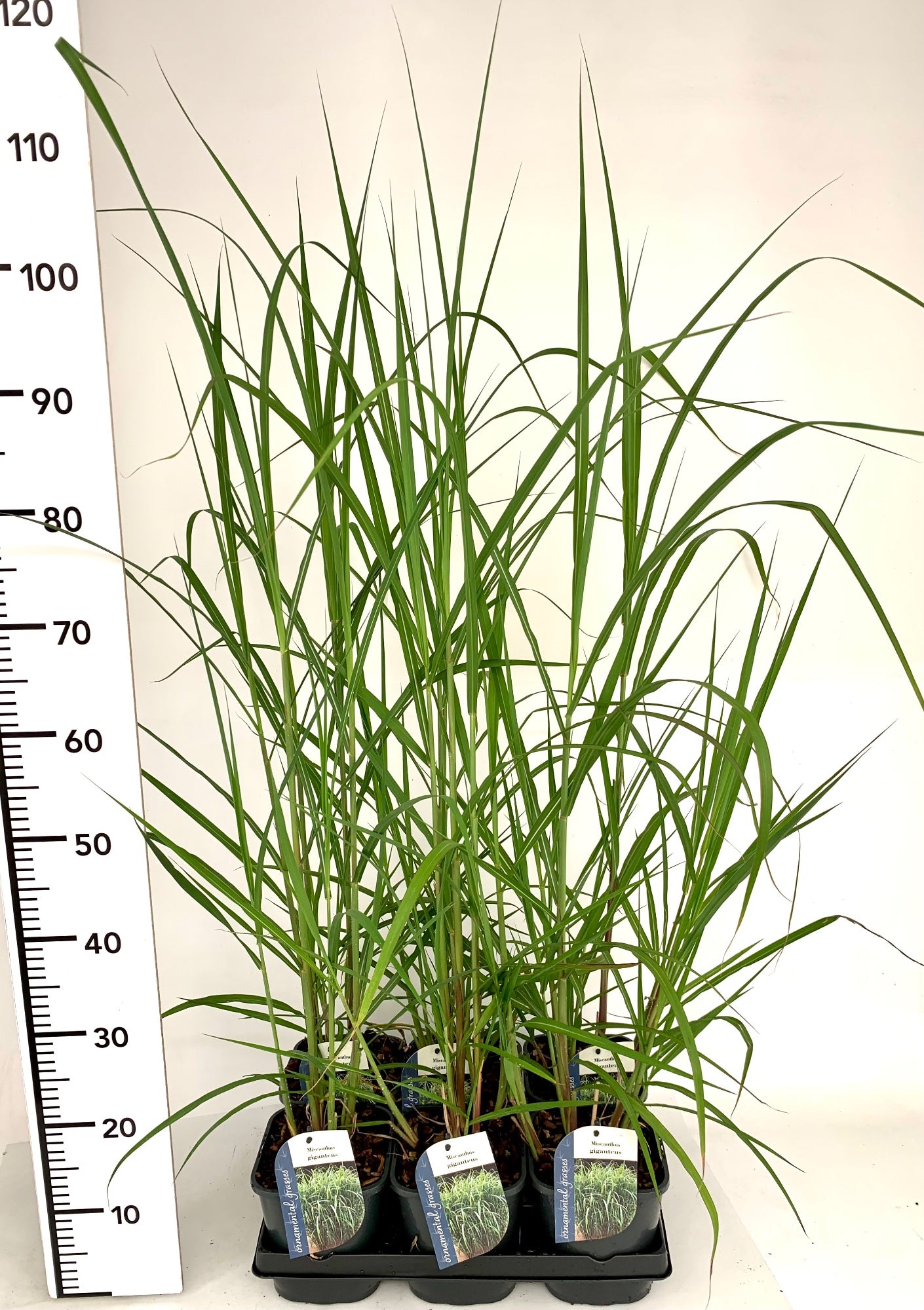 Miscanthus giganteus 15cm 17cm Pot