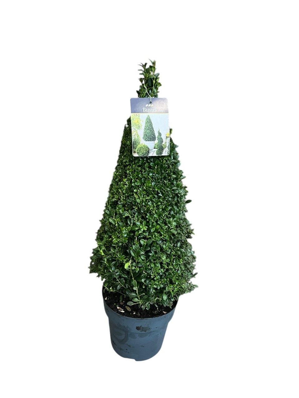 Buxus sempervirens pyramid 70cm 23cm Pot