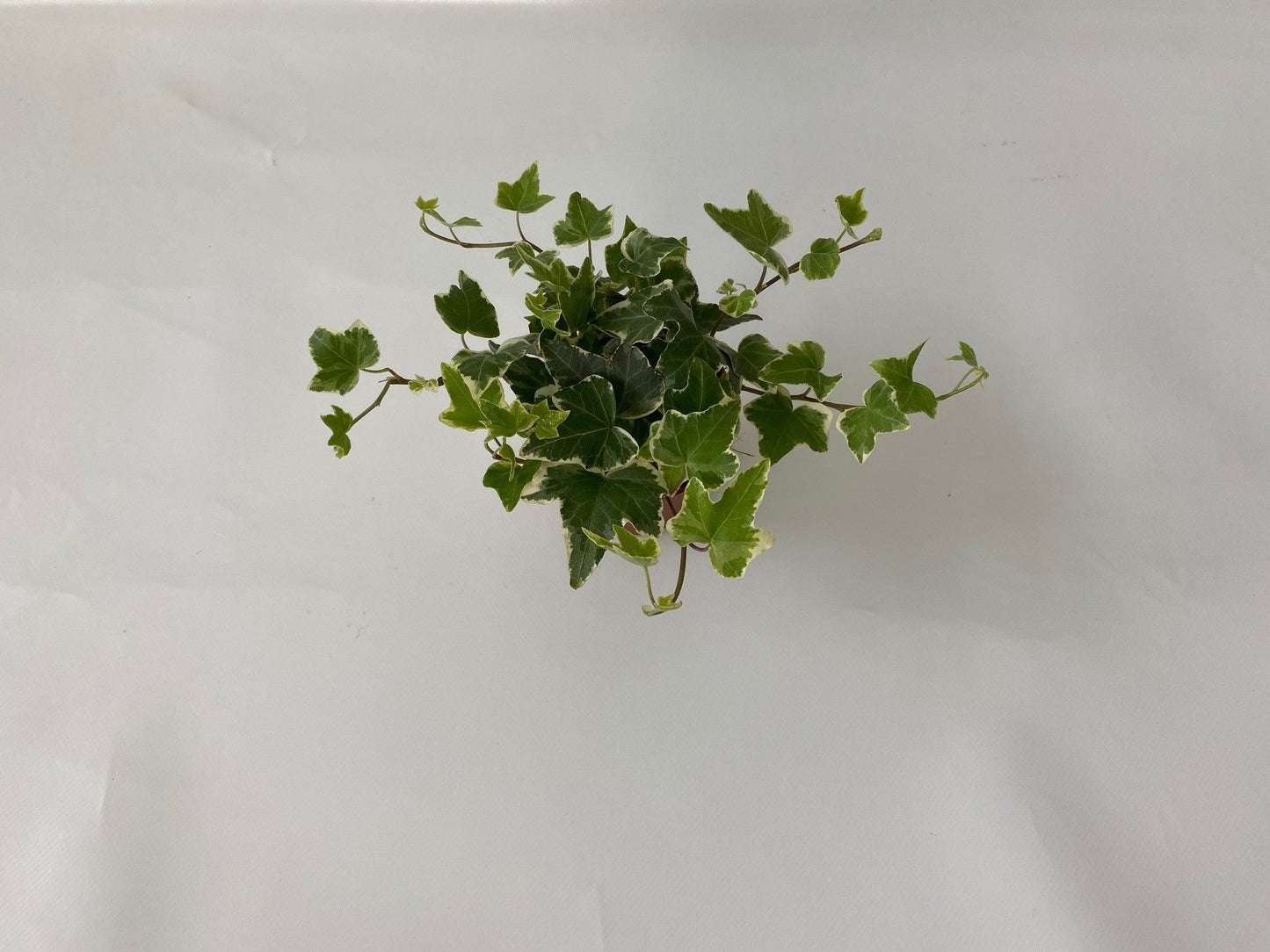 Hedera helix Eva Special Pot (508)