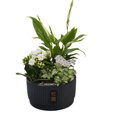 PTIB5113 Arrangementen kamerplanten 32cm 16cm Pot