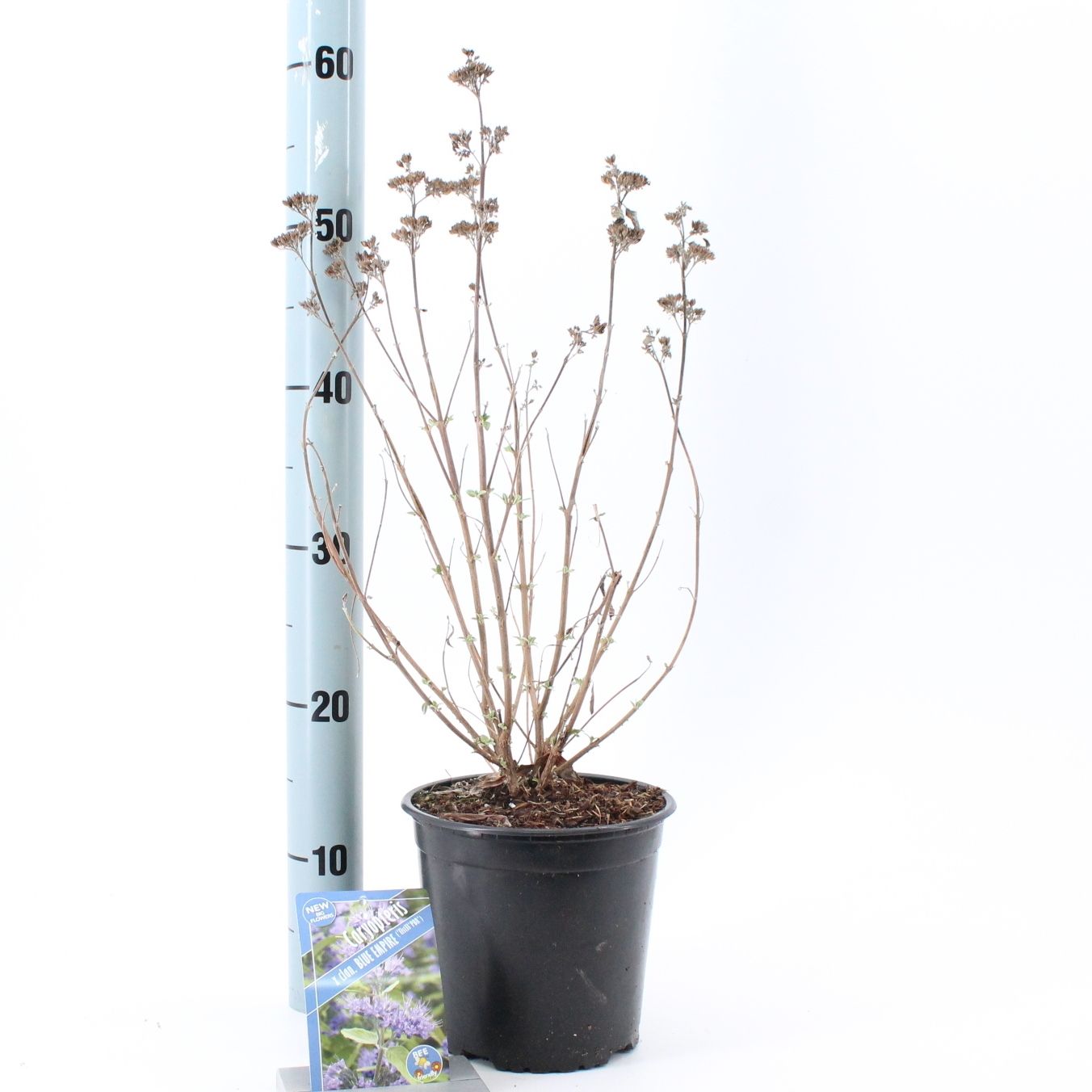 Caryopteris cla. Blue Empire 40cm 17cm Pot