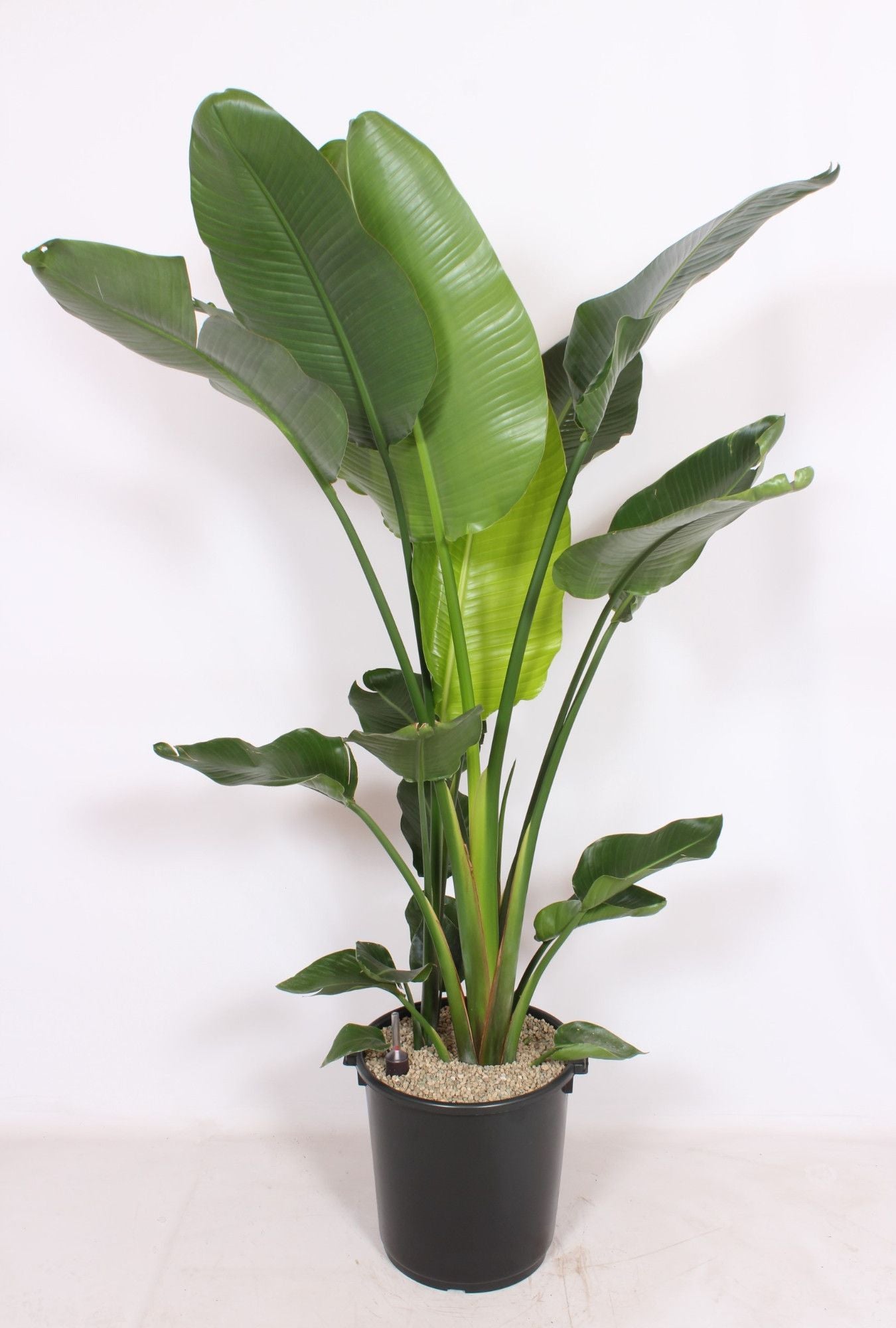 Strelitzia nicolai 220cm 40cm Pot