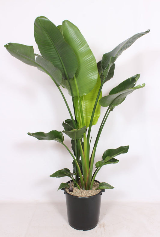 Strelitzia nicolai 220cm 40cm Pot