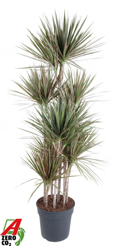 Dracaena Bicolor 180cm 34cm Pot