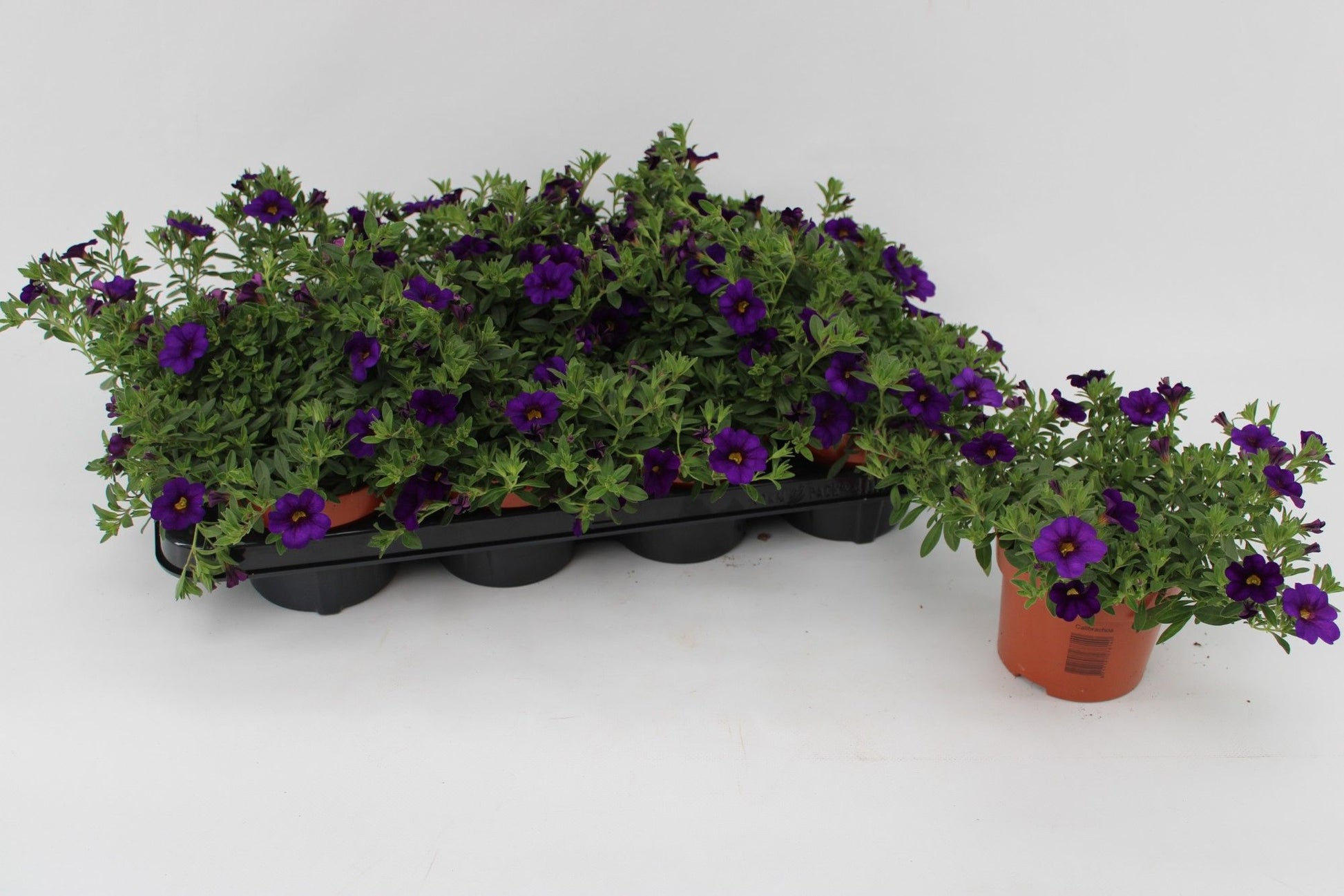 Calibrachoa Minifamous Dark Blue 15cm 13cm Pot