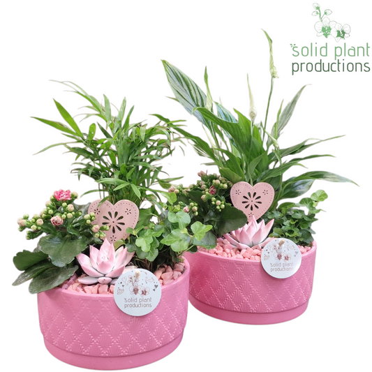 arr. Kamerplanten SCE003 PV 35cm 18cm Pot