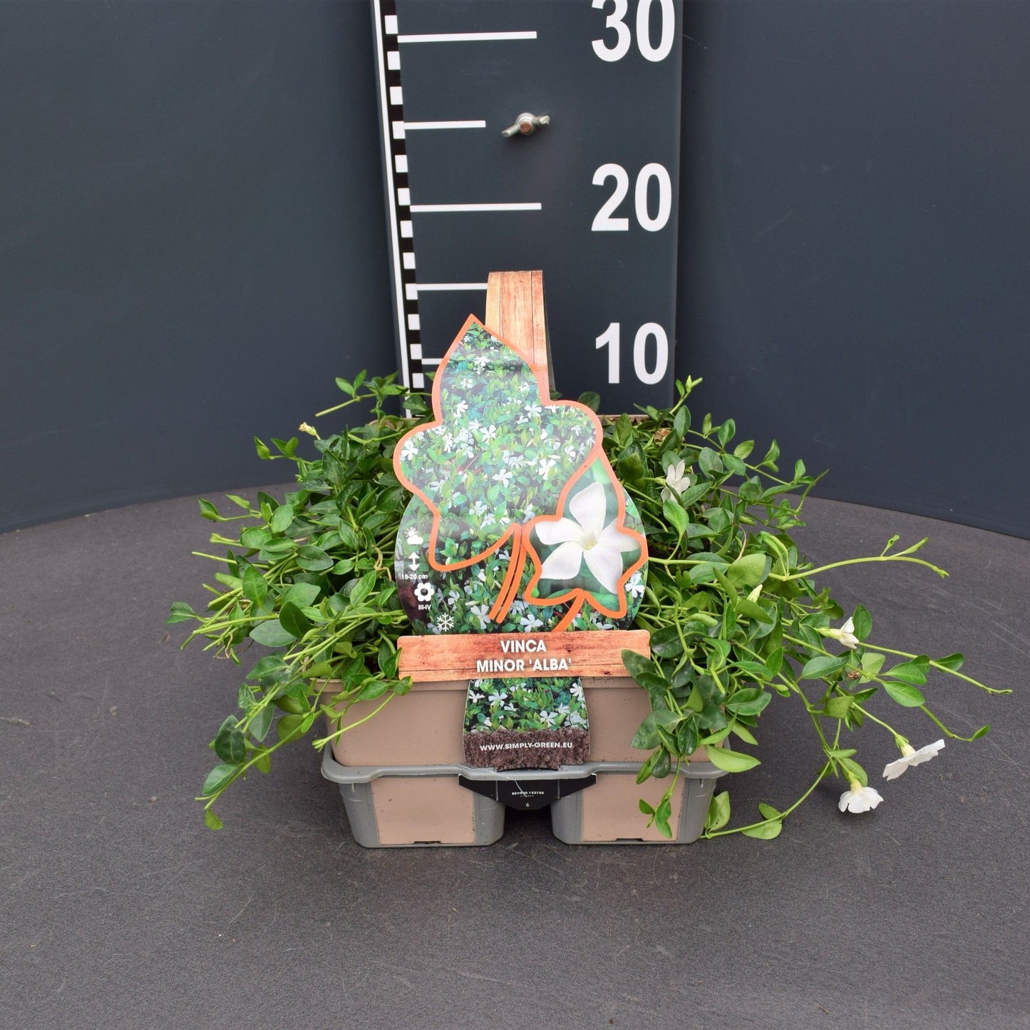 Vinca min. Alba 6-pack 5cm 9cm Pot