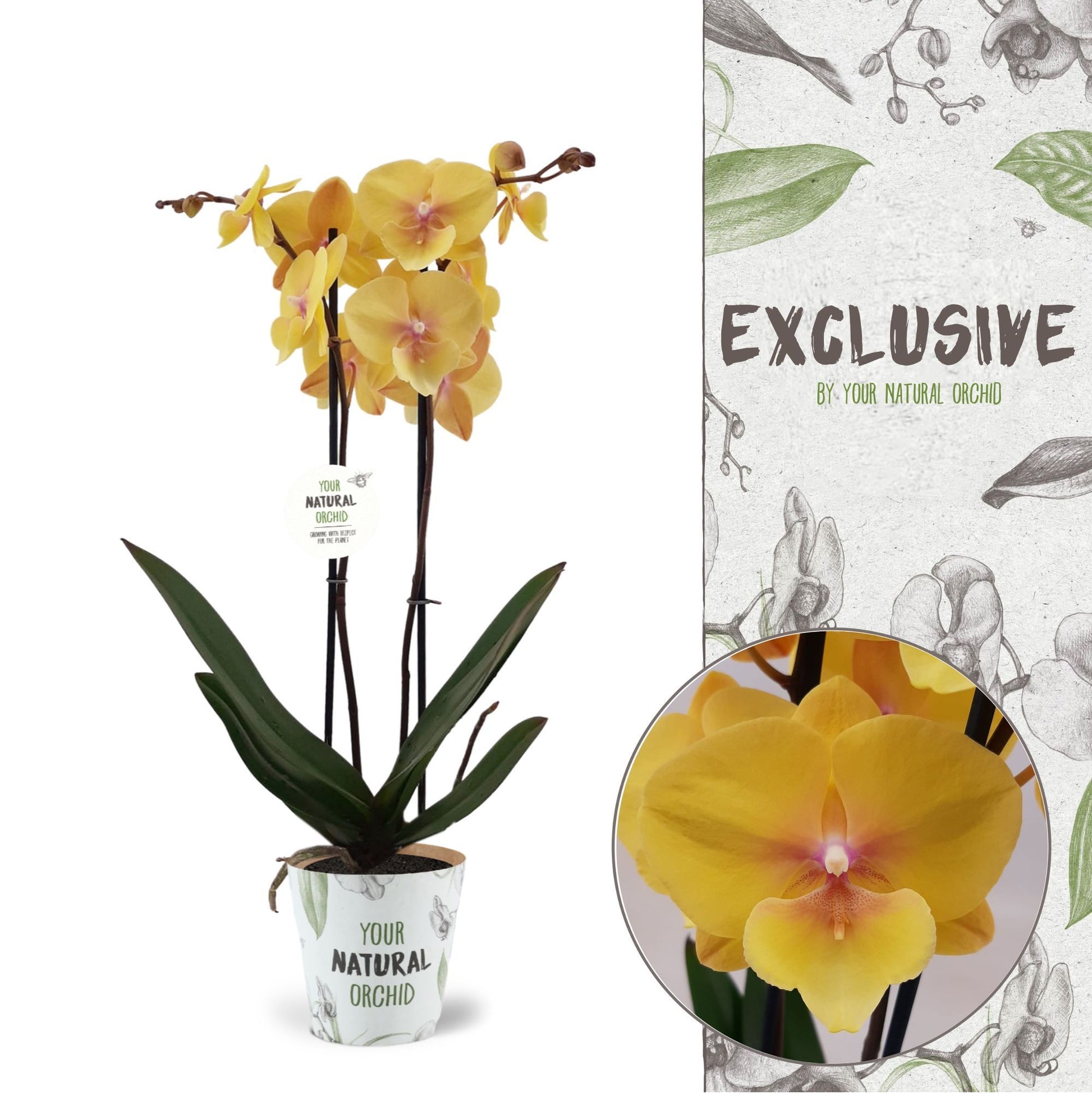 Phalaenopsis Manta Palau 60cm 12cm Pot