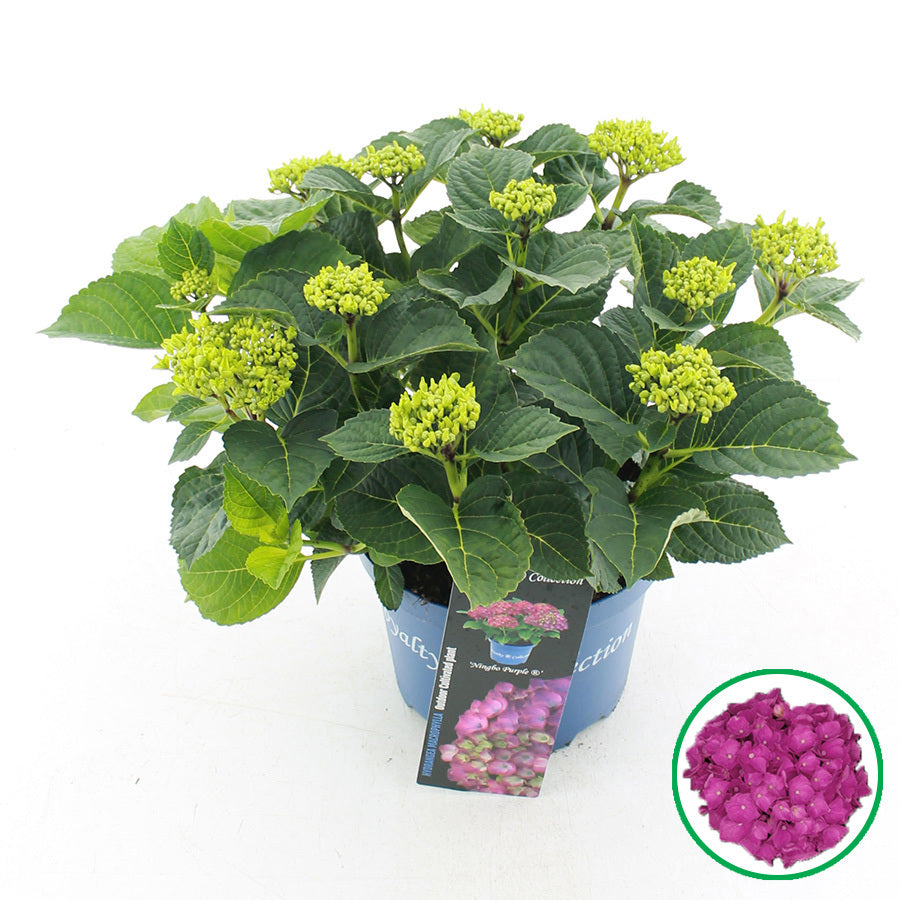 Hydrangea macrophylla mix 40cm 20cm Pot