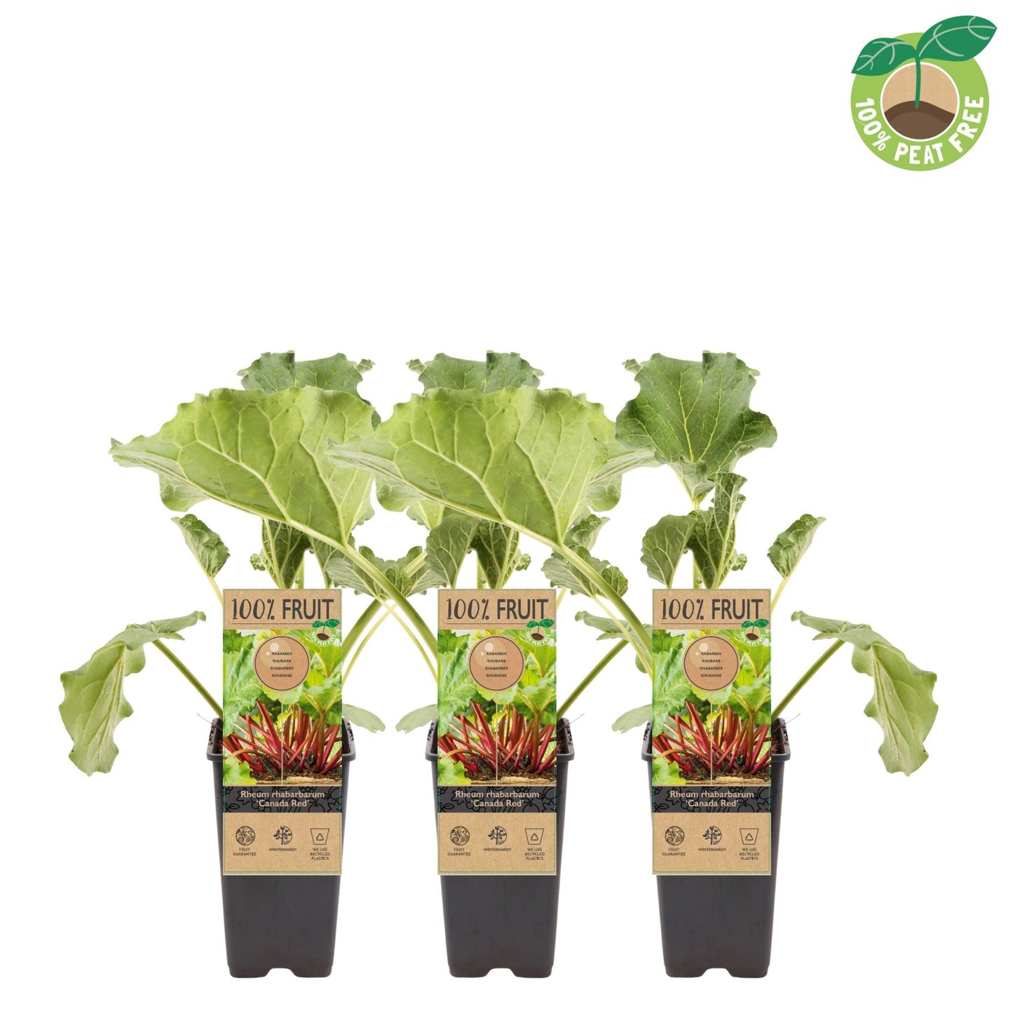 Rheum rhabarbarum 20cm 15cm Pot