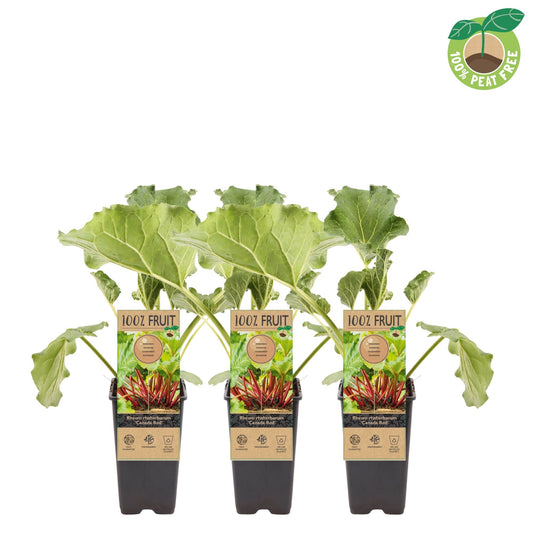 Rheum rhabarbarum 20cm 15cm Pot