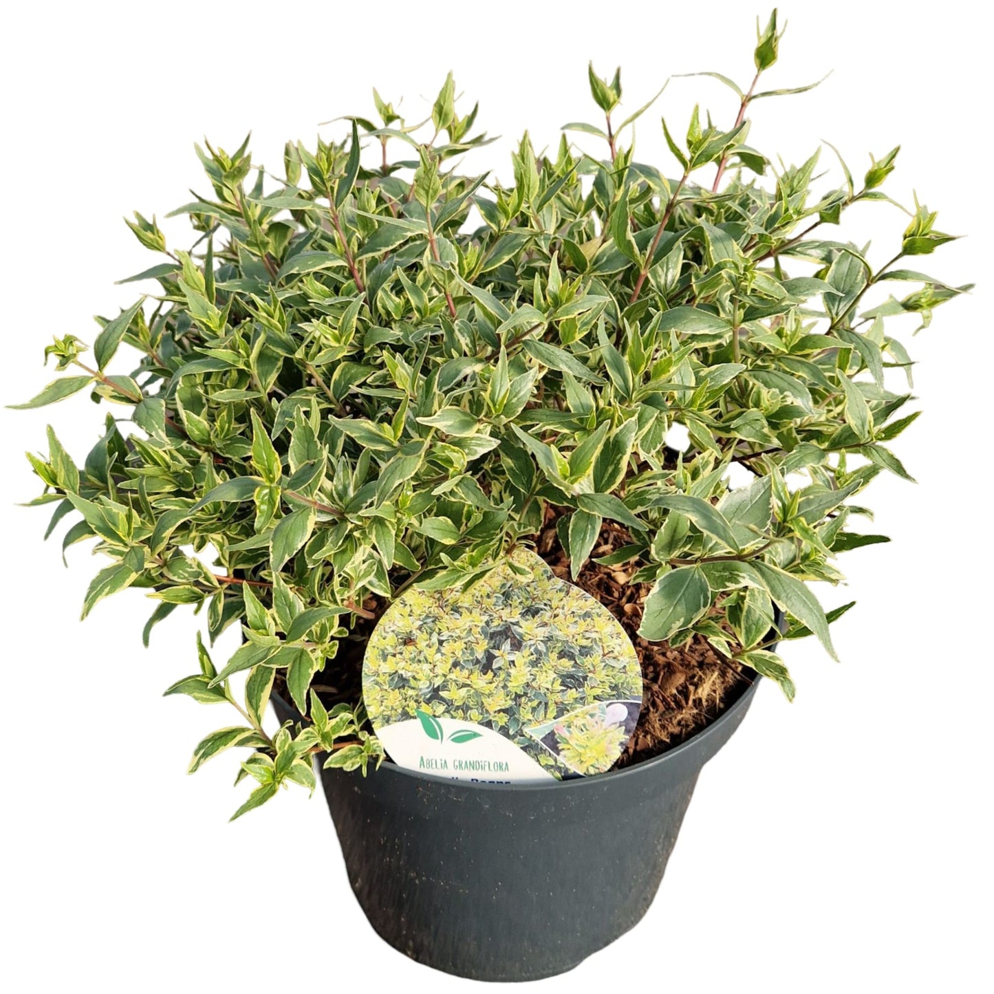 Abelia grandiflora Jelly Beans 60cm 26cm Pot
