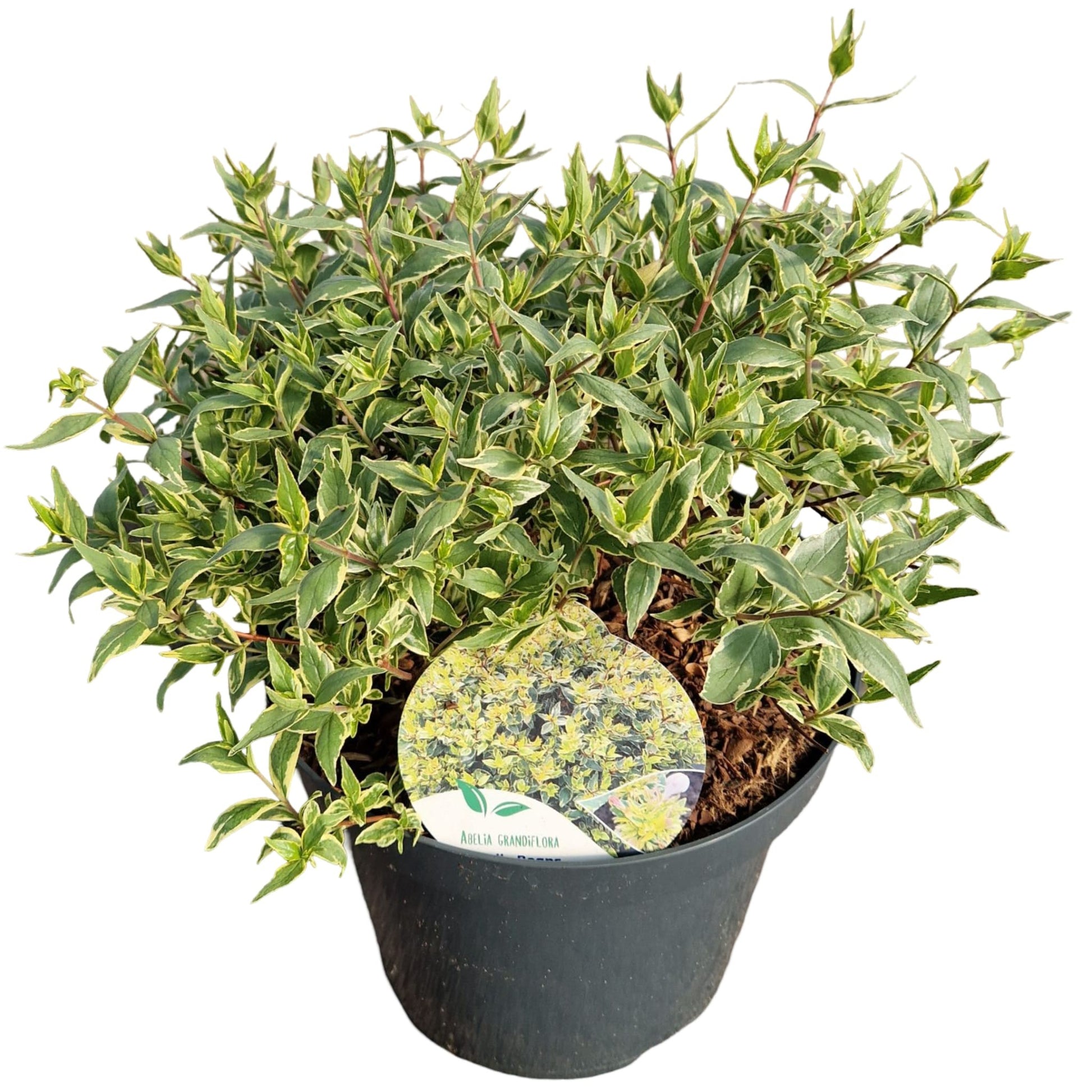 Abelia grandiflora Jelly Beans 60cm 26cm Pot