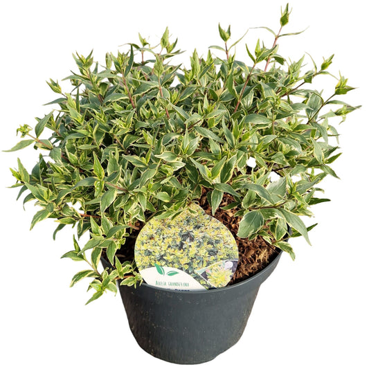 Abelia grandiflora Jelly Beans 60cm 26cm Pot