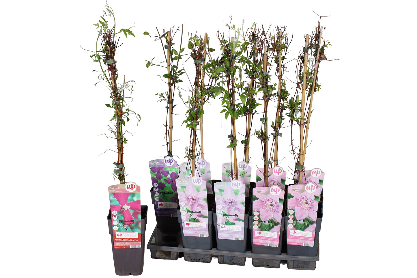 Clematis hybrid mix 65cm 11cm Pot