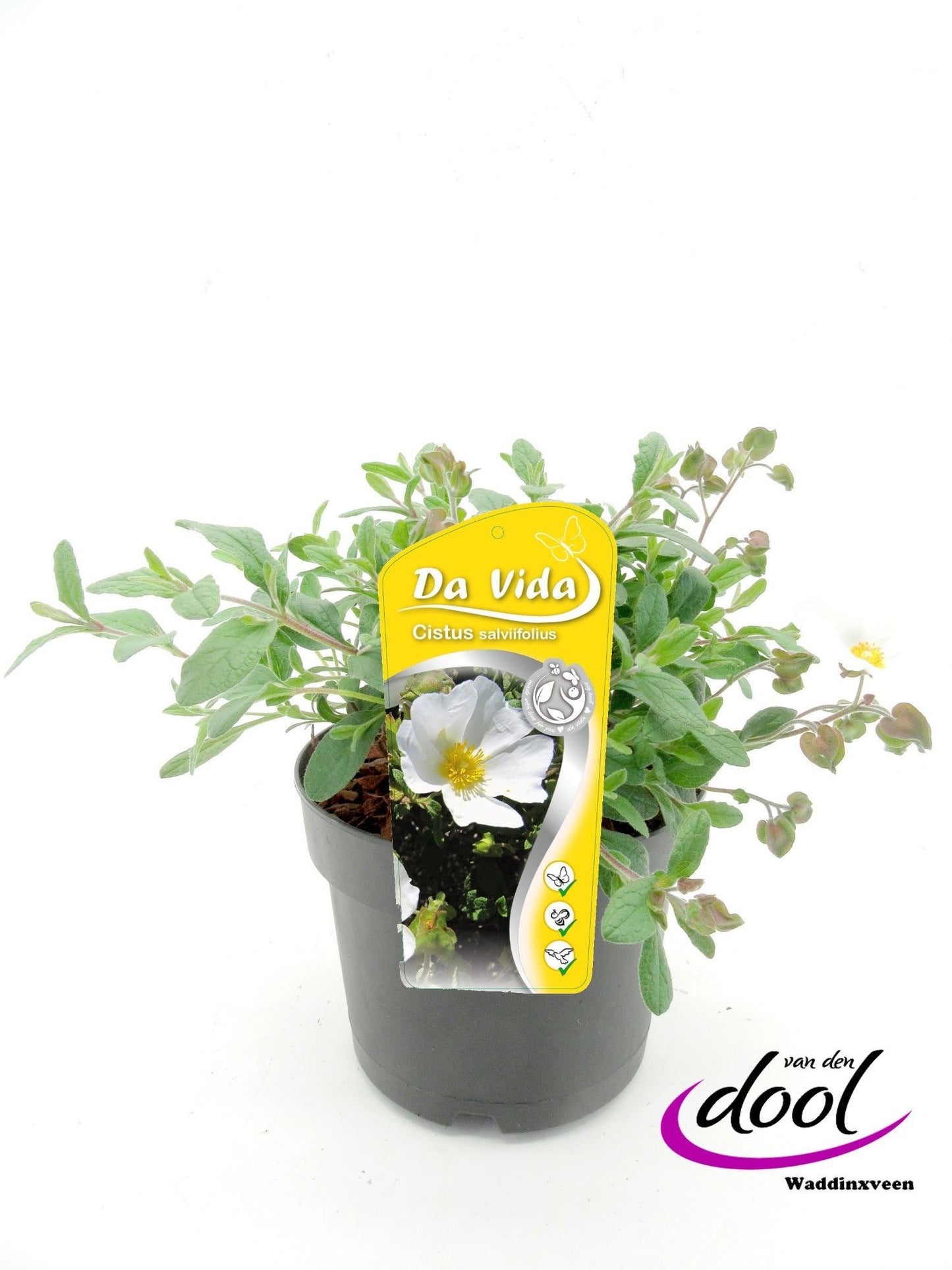 Cistus lusitanicus Decumbens 35cm 19cm Pot