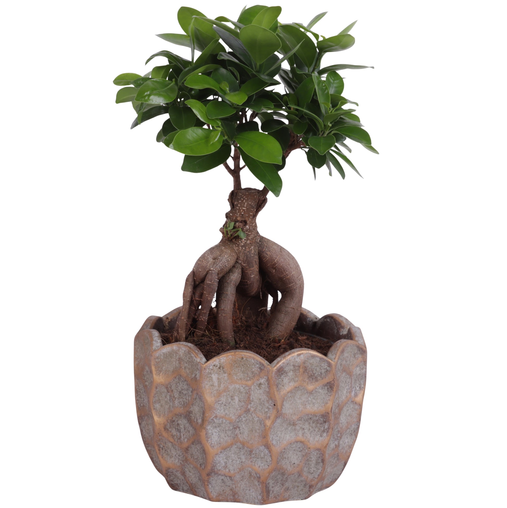 Ficus Ginseng 40cm 18cm Pot