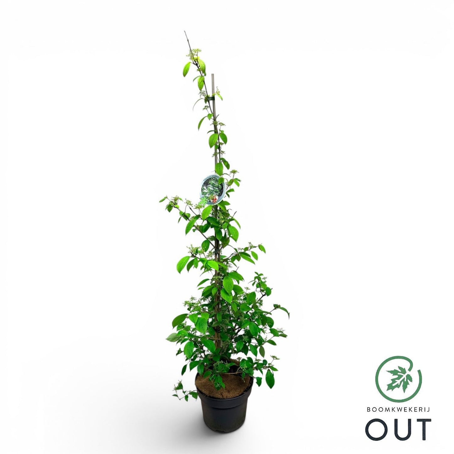 Viburnum plic. Kilimandjaro 125cm 29cm Pot