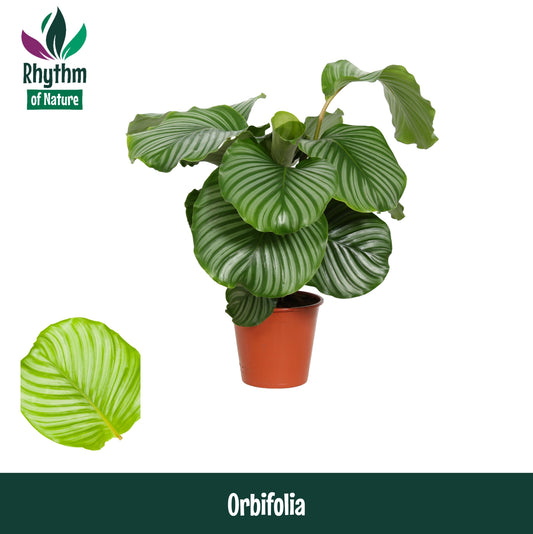Calathea Orbifolia 75cm 19cm Pot