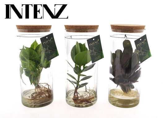 Foliage Intenz mix in glass cylinder 30cm 12cm Pot