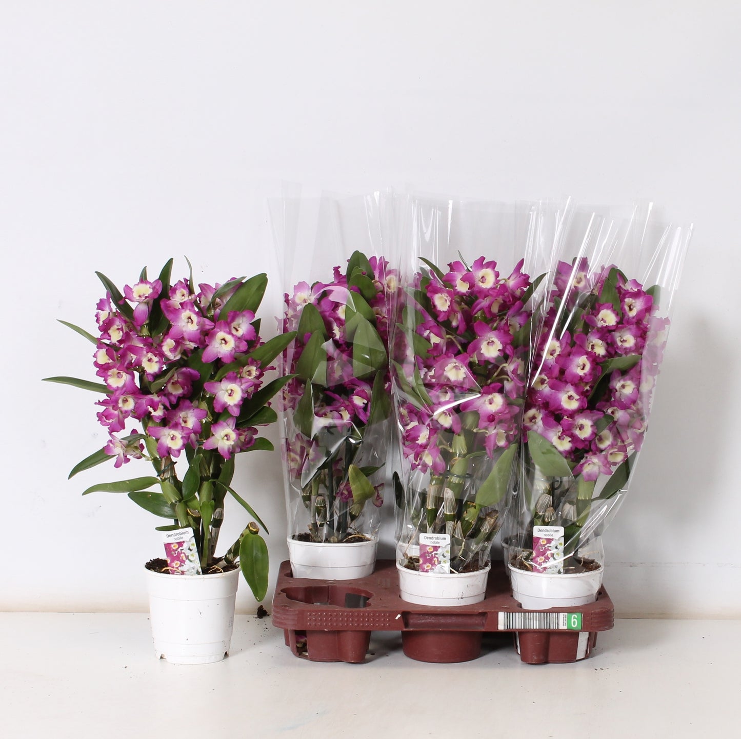 Dendrobium nobile 50cm 12cm Pot