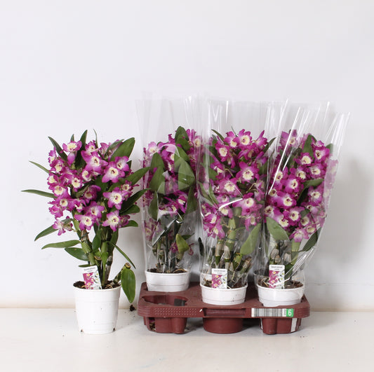 Dendrobium nobile 50cm 12cm Pot