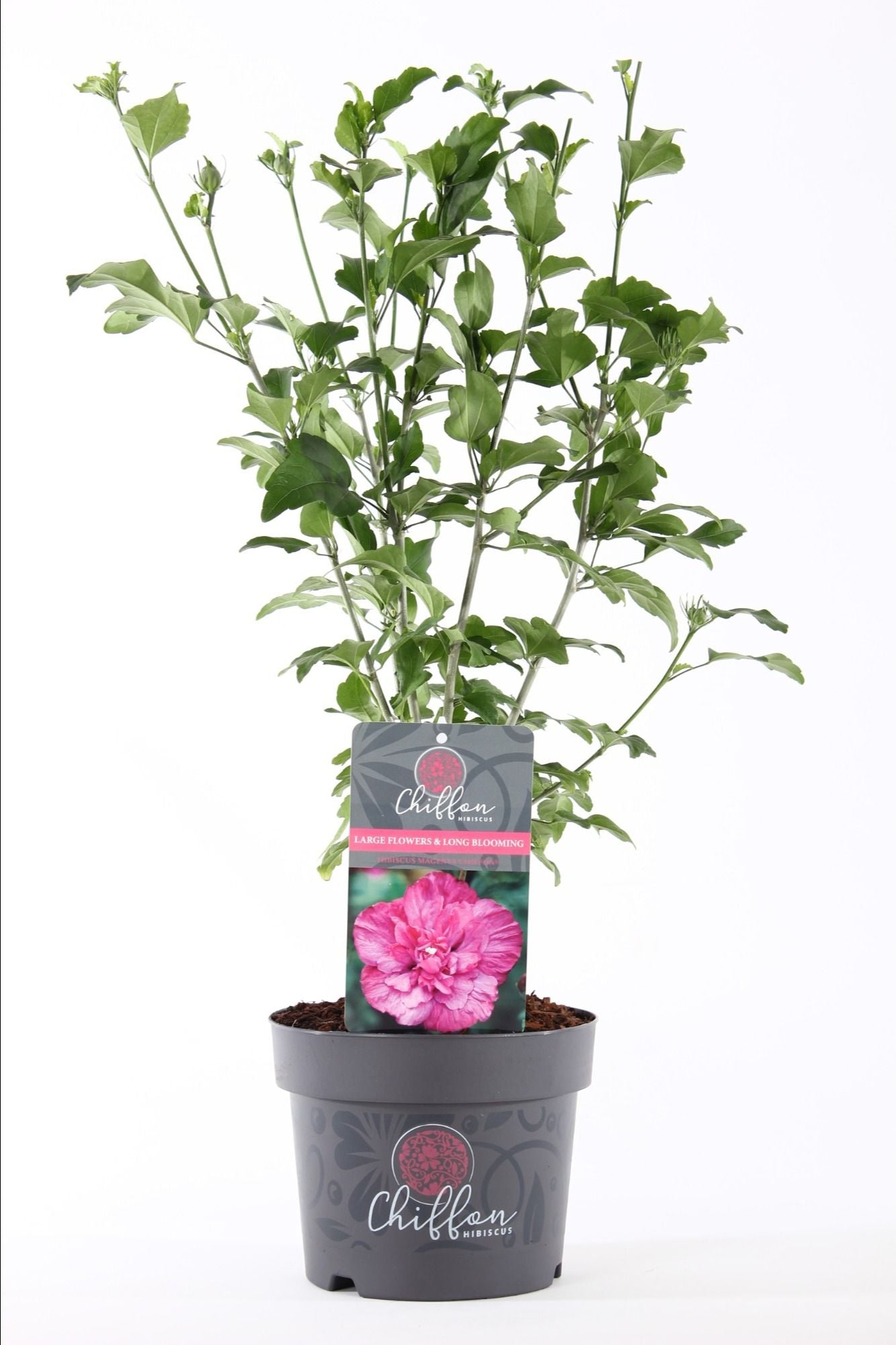 Hibiscus syriacus Magenta Chiffon 55cm 19cm Pot